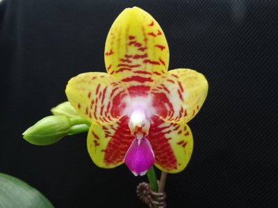 {親友蘭園} 蘭花拍賣之蝴蝶蘭- P.Orchid World ,有香味