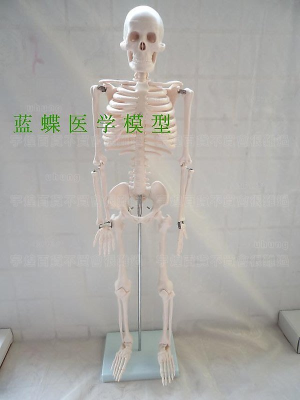 宇煌》【醫學模型】人骨架標本模型人體骨骼模型85CM 髏骼骨頭人體模型_ 