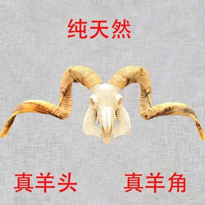 【熱賣下殺價】西藏天然純真羊頭骨標本羊頭裝飾擺件手工壁掛特色手工藝禮品