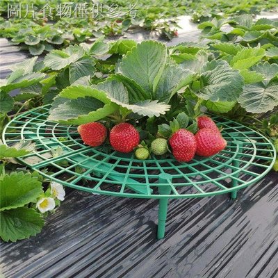 草莓架果實托盤支柱 園藝花架塑膠直徑30釐米高4可重複使用可裁剪