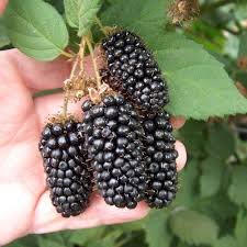 皇冠黑莓（種子每份15顆250元）