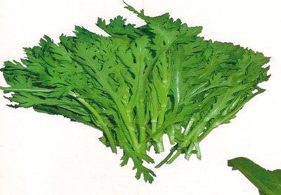 【1磅裝蔬菜種子P012】山茼蒿，這是可連續採收的品種，栽培容易，火鍋不可或缺的蔬菜！