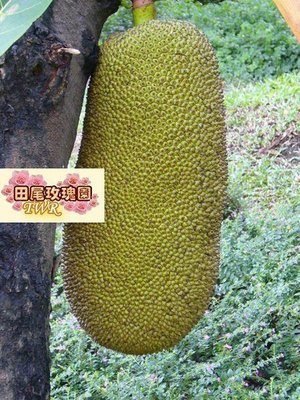 ╭＊田尾玫瑰園＊╯水果成樹-(波羅蜜)米徑7cm3500元