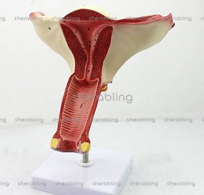 (ME-A082)女性陰道子宮模型卵巢輸卵管模型女性生殖系統解剖