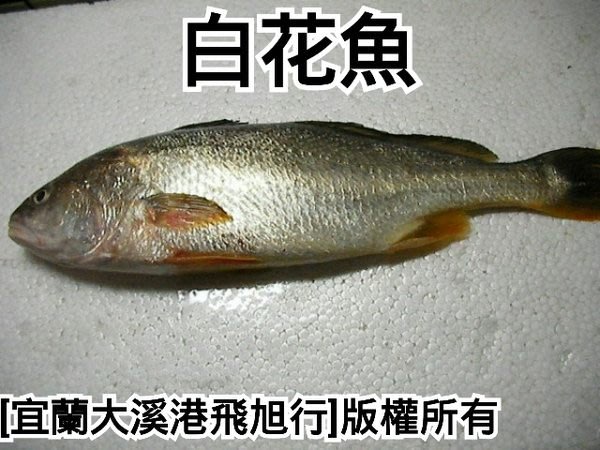 白花魚 黃唇魚 Yahoo奇摩拍賣