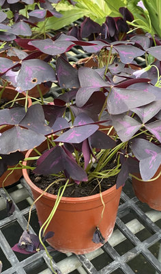 紫色醡醬草 幸運草3吋5吋實物拍攝 小品盆栽 辦公室桌面植栽