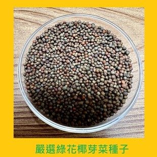 台灣PIH嚴選-嚴選綠花椰芽菜專用種子150ml-防潮袋-水耕營養液