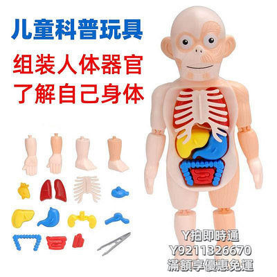 【滿300出貨】人體模型兒童拼裝人體內臟器官仿真模型幼兒園科學區操作材料科普啟蒙玩具
