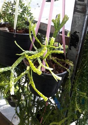 (缺貨中)花花世界_蕨類植物--魚鱗石松--橢圓形的葉子/5寸吊盆/MA