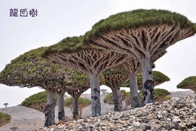 索科特拉龍血樹（學名：Dracaena cinnabari）是索科特拉島上特有的一種龍血樹屬植物。