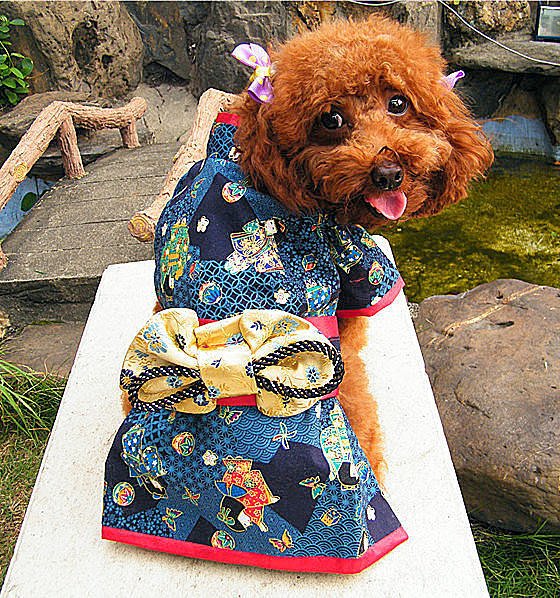 敗犬女王寵物手工衣精品館 狗狗和服精緻量身訂作 藍色日本和服 可客制化任何寵物衣服 大型犬 Yahoo奇摩拍賣