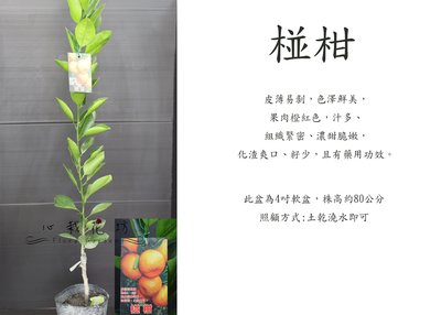 心栽花坊-椪柑/水果苗/嫁接苗/柑橘類/售價180特價150