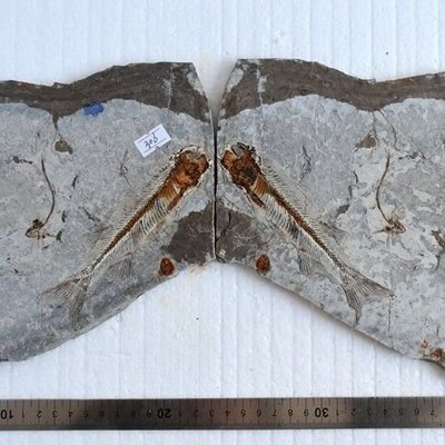 遼西天然古生物化石對開雙魚狼鰭魚化石植物昆蟲海螺化石標本306凌雲閣化石隕石 促銷