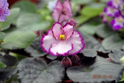 堤緣花語陶-淨化室內空氣植物-非洲紫羅蘭 Raspberry Crisp
