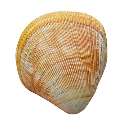 超大黃色鳥尾蛤天然海螺貝殼家居造景心形情侶貝稀有標本收藏擺件熱心小賣家