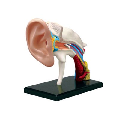 4D MASTER益智拼裝玩具人體耳道器官解剖模型醫學教學用模型