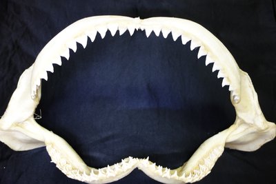 [公牛鯊嘴牙]50公分公牛鯊魚嘴..專家製作雪白無魚腥味!..是標本也是掛飾.!.#5.50285