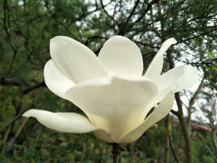 辛夷 木蘭 迎春花 5年盆栽 半日照 香花盆栽 中壢高鐵南路園區現貨拍攝 Yahoo奇摩拍賣