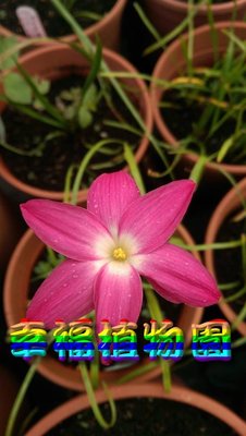 [幸福植物園]風雨蘭 悸動的心(Zephyranthes sp.Labuffarosa Heart throb)
