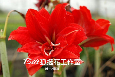 ［Tsai.孤挺花工作室] No.9 唯一/獨特 Unique 重瓣 孤挺花 Amaryllis 紅色系