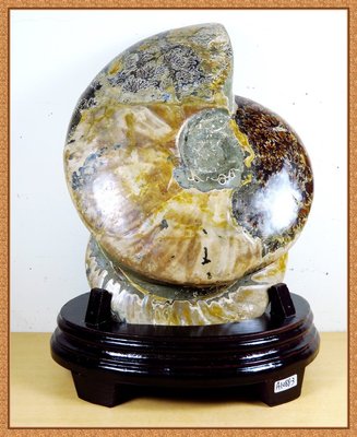 [品藏閣]-精選天然[大型][ 斑彩螺, 鸚鵡螺化石 ]擺件(3791g)---隨便賣啦(編號:A1088-3)