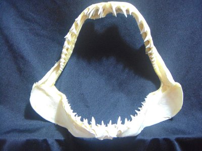 [馬加鯊嘴牙]25分馬加鯊魚嘴..專家製作雪白無魚腥味!..是標本也是掛飾.!.  #15.25185