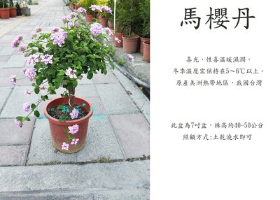心栽花坊-紫馬櫻丹/蔓性馬櫻丹/7吋/棒棒糖造型/造型樹/綠化環境/綠籬植物/售價240特價200