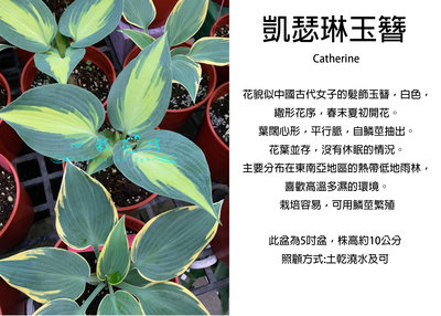 心栽花坊-凱瑟琳Catherinem玉簪/5吋盆/觀葉植物/室內植物/綠化植物/售價350特價300