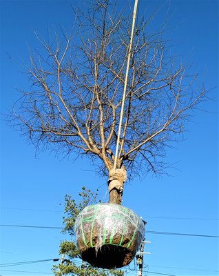 【竹林農莊】梅樹...愈冷愈開花~ 已被收藏囉！