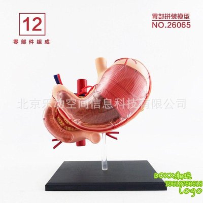 BOxx潮玩~4D MASTER 人體模型解剖拼裝 生物教學教具模型 胃26065