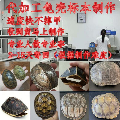 加工烏龜殼標本制作烏龜標本制作烏龜殼制作工藝品擺件掛件