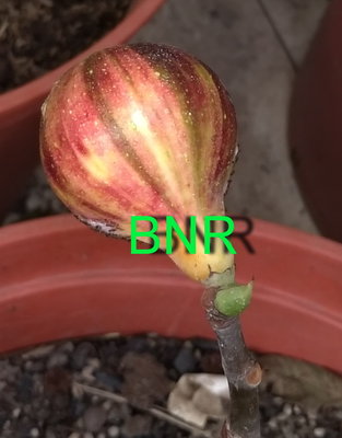 BNR，無花果，果苗，仟插苗入盆種植8月以上，根系已穩定，已正常全日照，已正常全日照