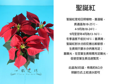 心栽花坊-聖誕紅/3吋/季節性植物/秋冬限定/觀葉植物/售價70特價60