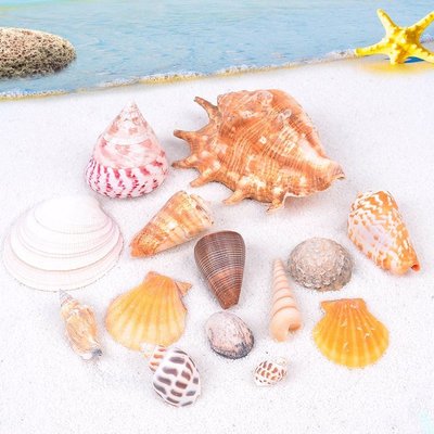 包郵天然海螺貝殼魚缸擺件裝飾工藝品創意貝殼海螺diy手~定價
