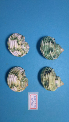 (shelllin 貝殼林)  a050-0301 銀口嶸螺洗金品 40+mm/4pcs