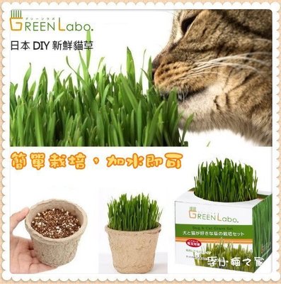 【李小貓之家】日本Green Labo《DIY新鮮貓草/燕麥草》來自日本，無農藥栽培，犬貓皆可食用（非一般小麥草）