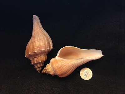 ［鑫寶貝］ 貝殼DIY 台灣角香螺 8～10公分  單顆售價30元 寄居蟹殼