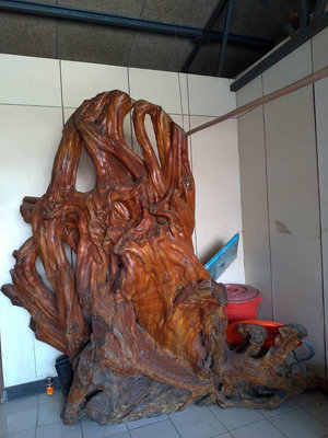 大型紅豆杉，立體造型屏風