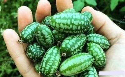 【蔬菜種子S101】拇指西瓜~~可當水果食用也是生菜沙拉的材料，獨特的外形和極佳口感，很受歡迎。