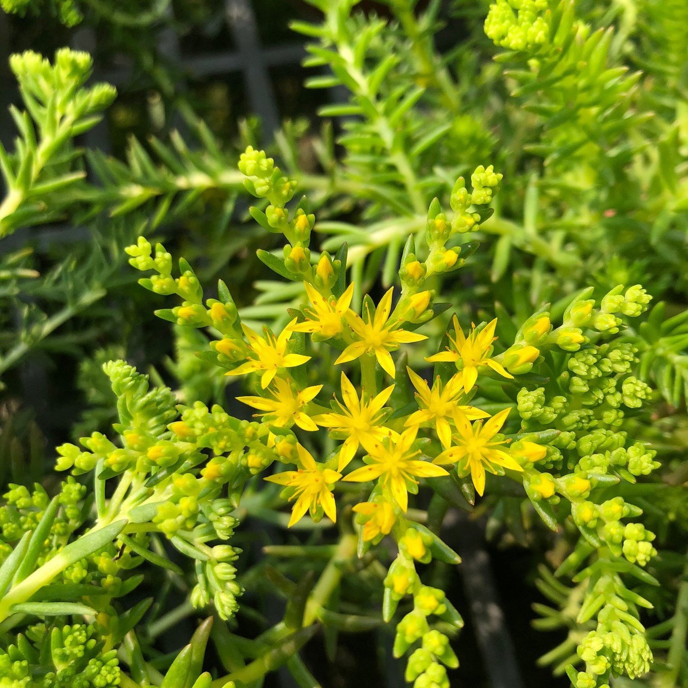 花花世界 多肉植物 黃金景天 陽光黃金萬年草 3吋盆 高5cm Ma Yahoo奇摩拍賣