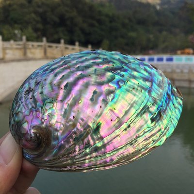 促銷打折 粉綠色鮑魚貝殼天然海螺魚缸水族招財創意家居手工藝飾品裝飾擺件~