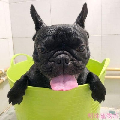 明珠寵物店~貓咪洗澡浴盆狗狗寵物spa浴缸泰迪法斗小狗小型犬專用跑泡澡桶