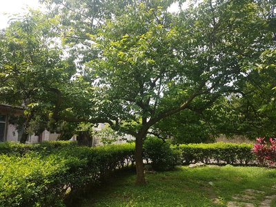 (青山園藝) 約50年大八重櫻 頭俓約30cm    樟樹櫸木真柏桂花油杉黑松