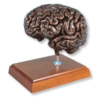 (MD-C94)原裝進口經典MEDart大腦 銅人體 銅色大腦自然大腦解剖模型MAC18K