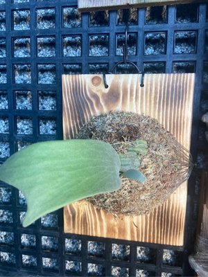 鹿角蕨Tonkla DW大側芽療癒植物-文青小品、蕨類植物、雨林植物-IG網紅-上板鹿角蕨-室內裝飾-觀葉-天南星科