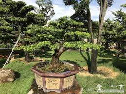 各種日式雕塑羅漢松/桂花/雞蛋花/松樹類等庭園盆栽