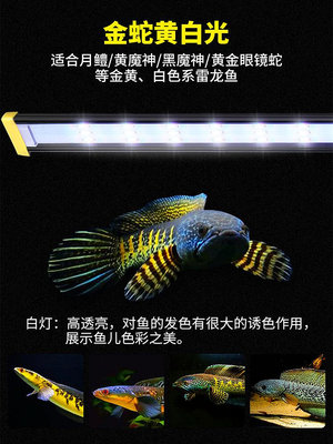魚缸燈雷龍魚專用燈魚缸燈led防水照明燈眼鏡蛇巴卡七彩奶茶增艷發色燈
