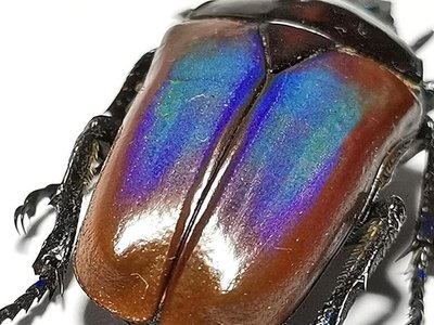【熱賣精選】坦桑尼亞原始雨林超罕見色彩花金龜甲殼蟲標本珍藏TN01