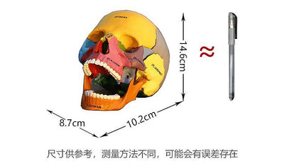 模型4D Master人體彩色頭骨拼裝模型原色骷髏熒光頭部骨骼學生教具