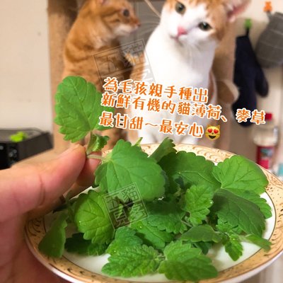 新鮮【貓草種植組(大組)】 貓草 麥草 貓薄荷 換毛 小麥 小麥草 大麥草 化毛膏 牧草 貓草 小麥種子 五貓見客